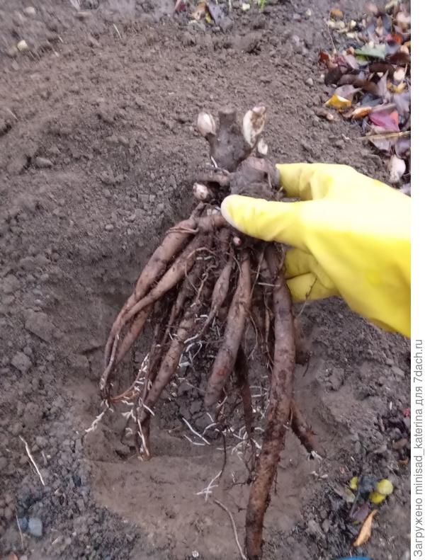 Посадка пиона