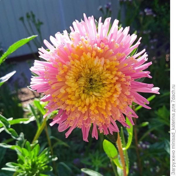 Астра пампушка