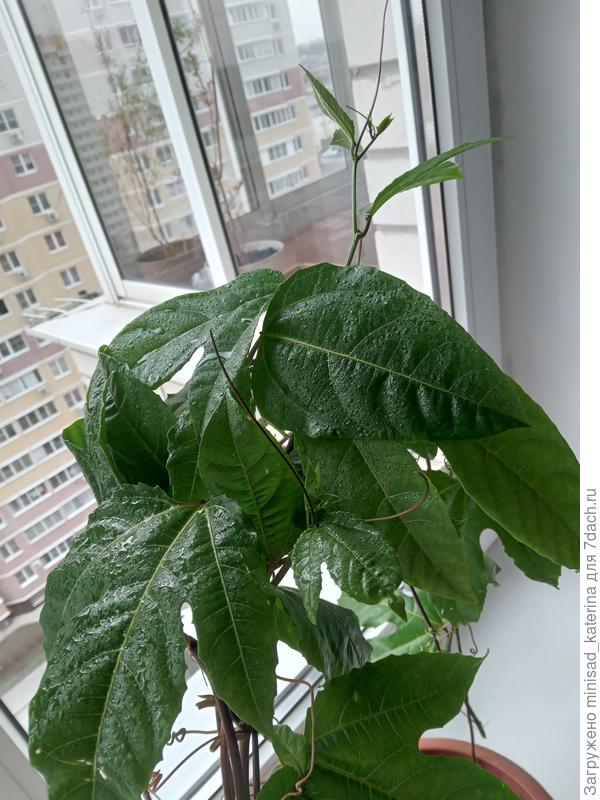 Вот такие усики пускает