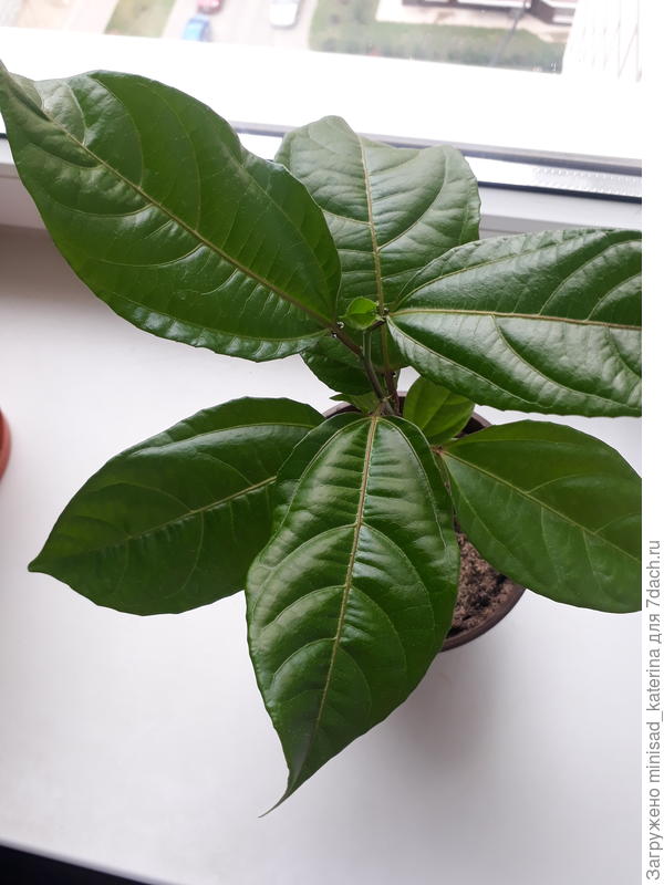 Вот так выглядел мой сеянец