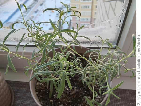 Розмарин зимой