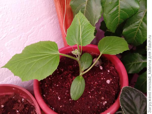 Рассада огурца 22.01.24