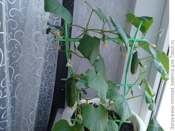 Огурец Крош