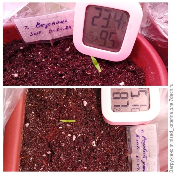 12.03.24. Первый всход Вкусника. Первый всход Розовый джайв.