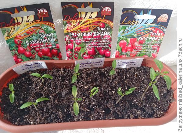 Появление первых настоящих листиков