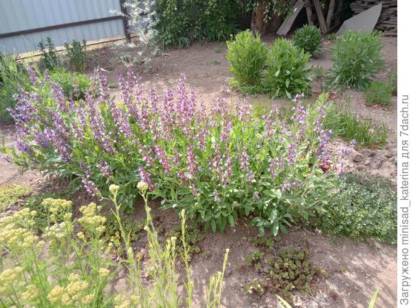 Справа виден тимьян