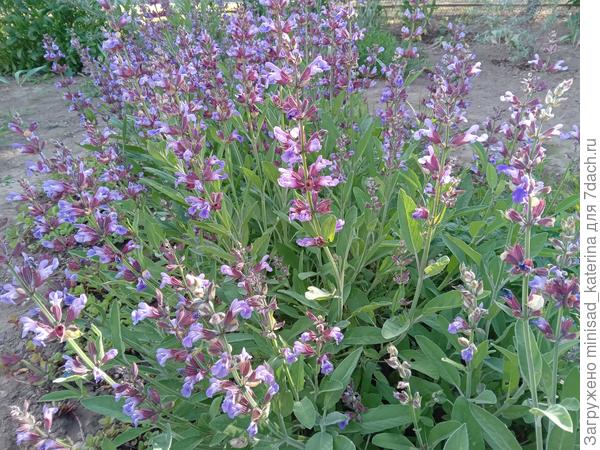 Шалфей вечером