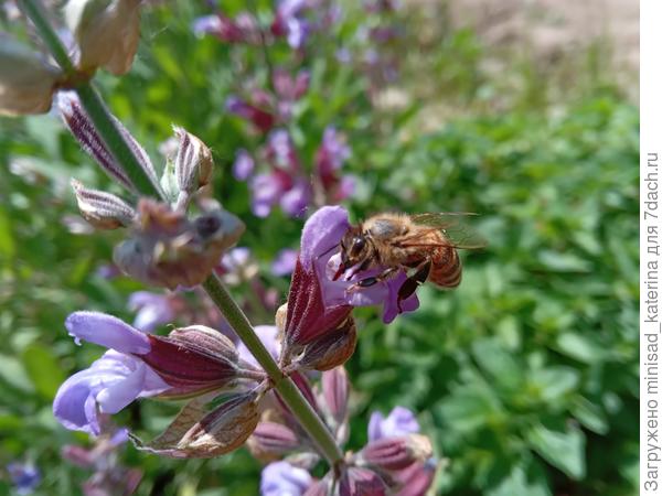Пчела в работе на шалфее