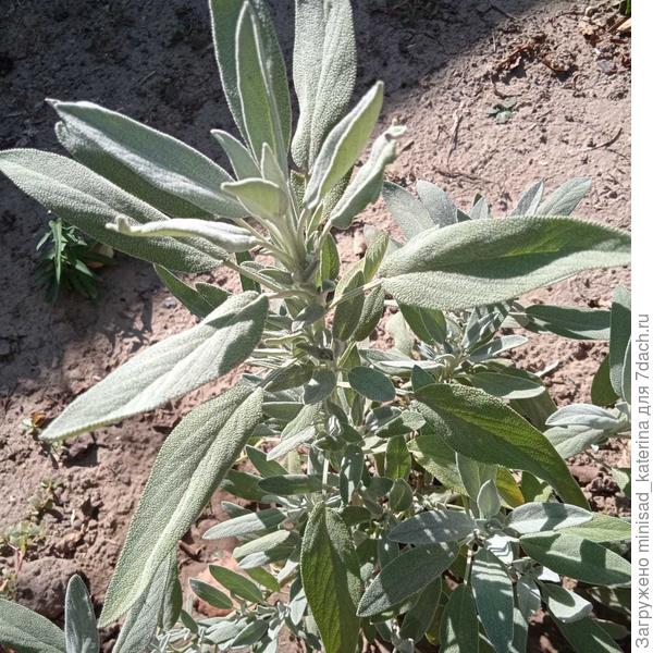 Кустик шалфея в конце сентября прошлого года