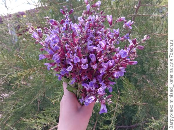 Букет соцветий шалфея