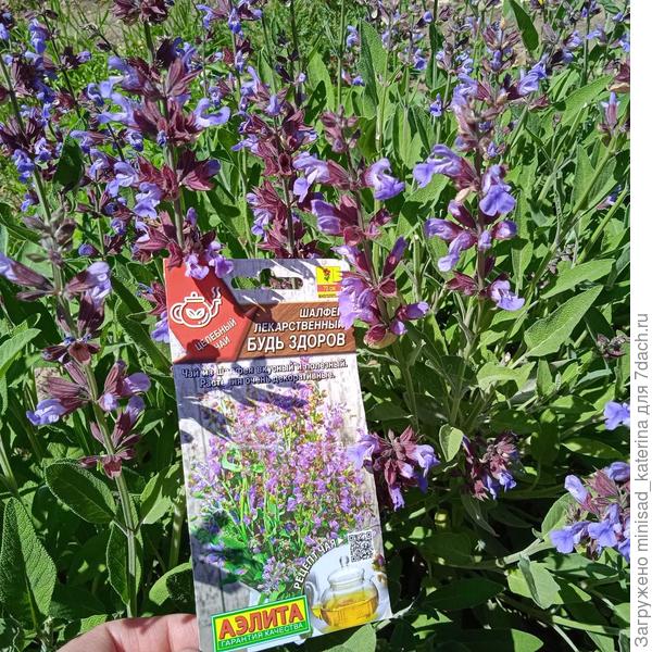 Шалфей лекарственный Будь здоров