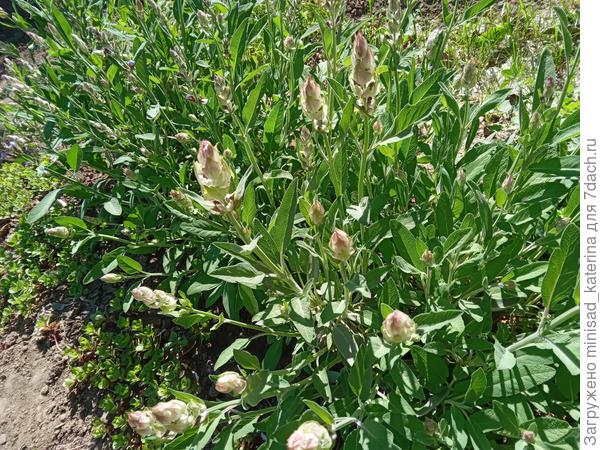 Будущие соцветия шалфея