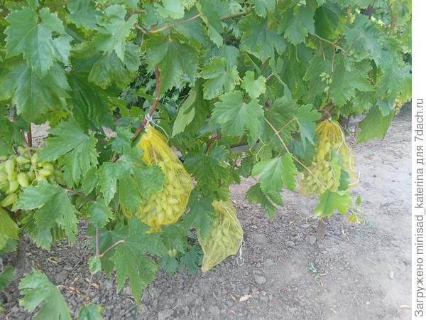 Куст винограда Кураж