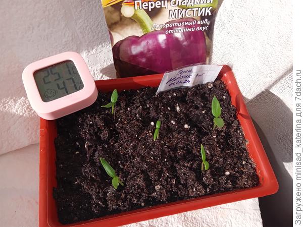 Всходы 18.03.24