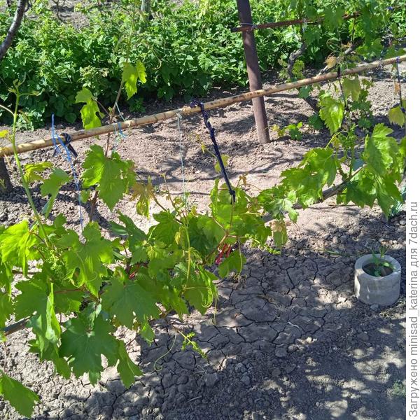Куст винограда сейчас