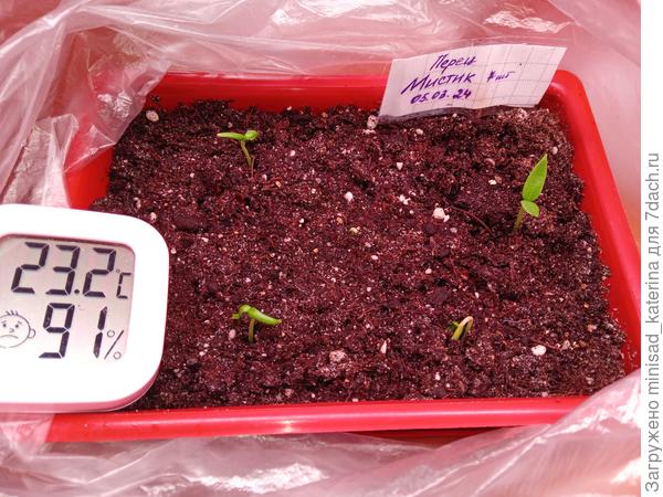 Всходы 17.03.24