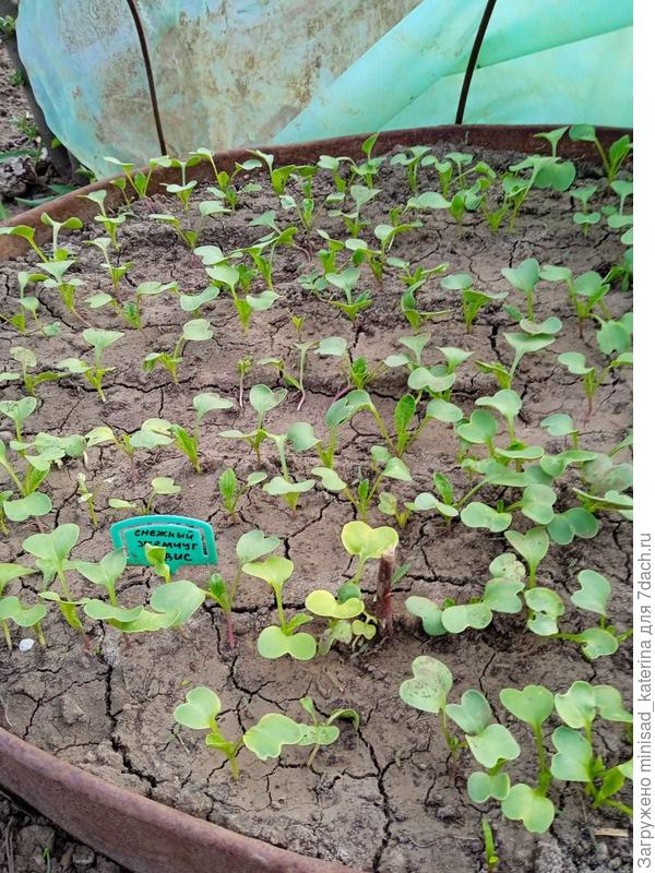 Первые настоящие листики