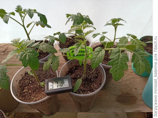 06.04.24 Розовый джайв в тплице