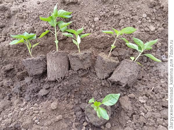 Подготовка перца к посадке