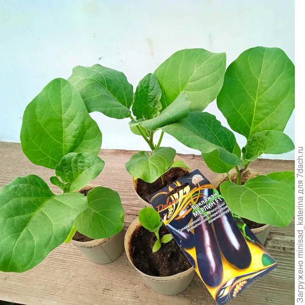 Так выглядела рассада баклажана Мерлин на 29.04.24