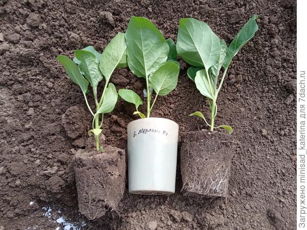 Корневая рассады