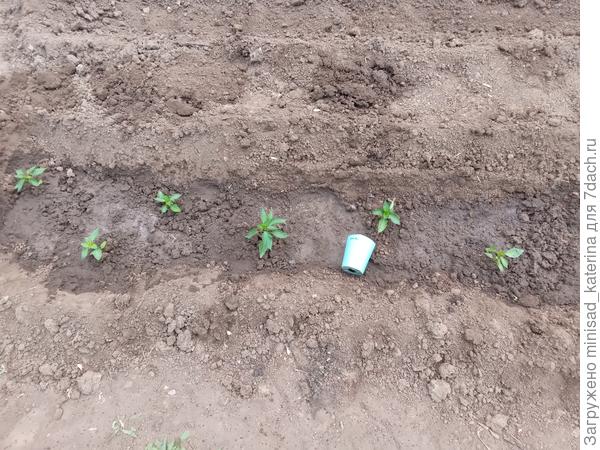 Грядка с перцем