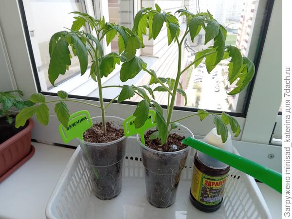 Полив томата Вкусника с перпаратом Здравень Аква