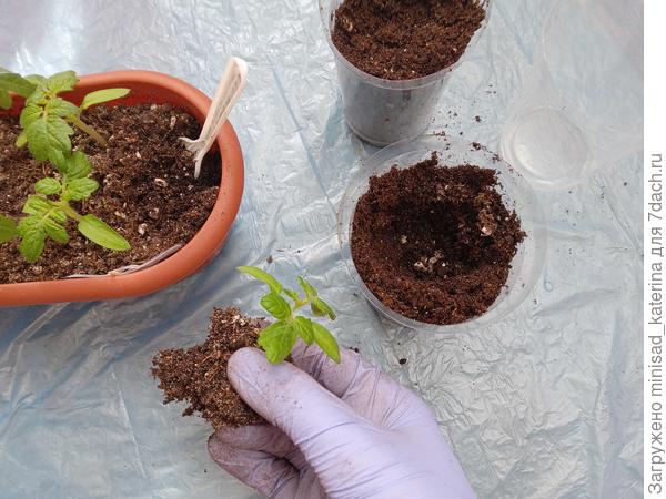 Пикировка Бамбини