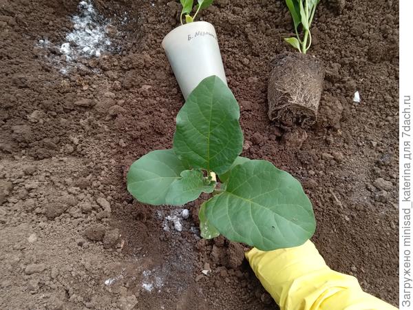 Высаживание