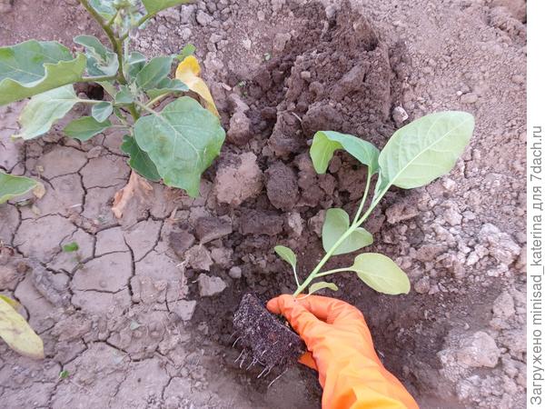 Высадка четвертого баклажана