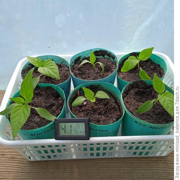 После пикировки