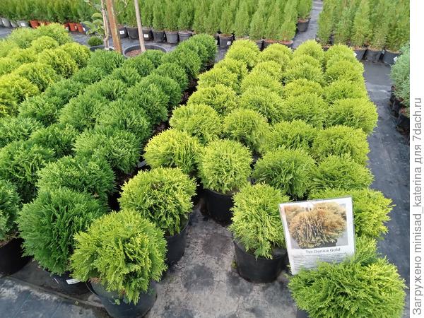 Шаровидные туи