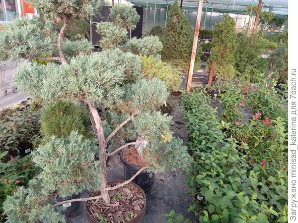 Выстреженный можжевельник