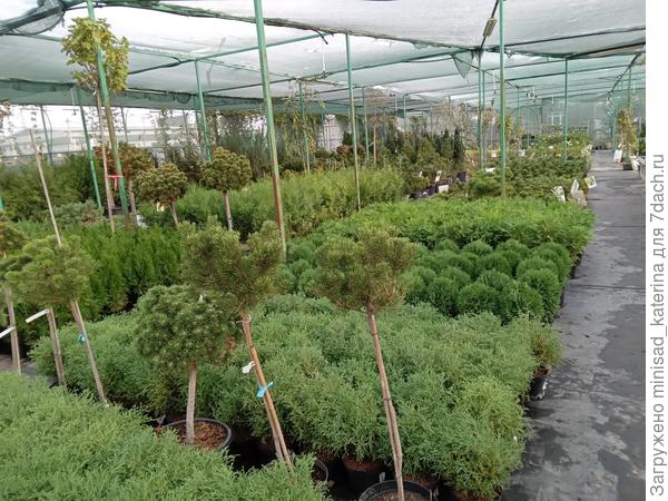 Часть хвойных в центре