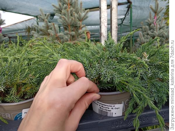 Можжевельник небольшой почвокровный