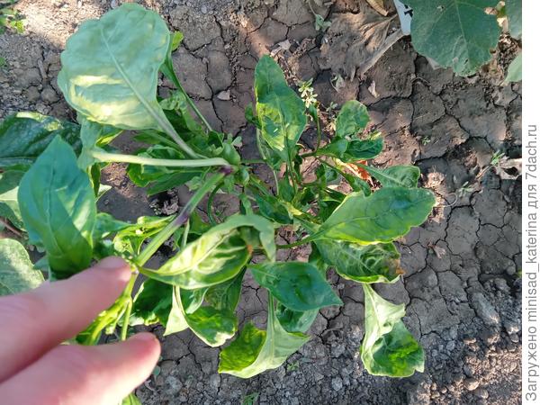 Болеющий куст