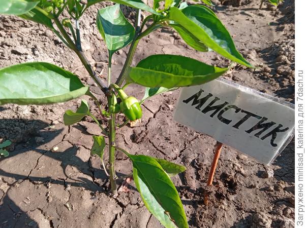 03.06.24 первые завязи