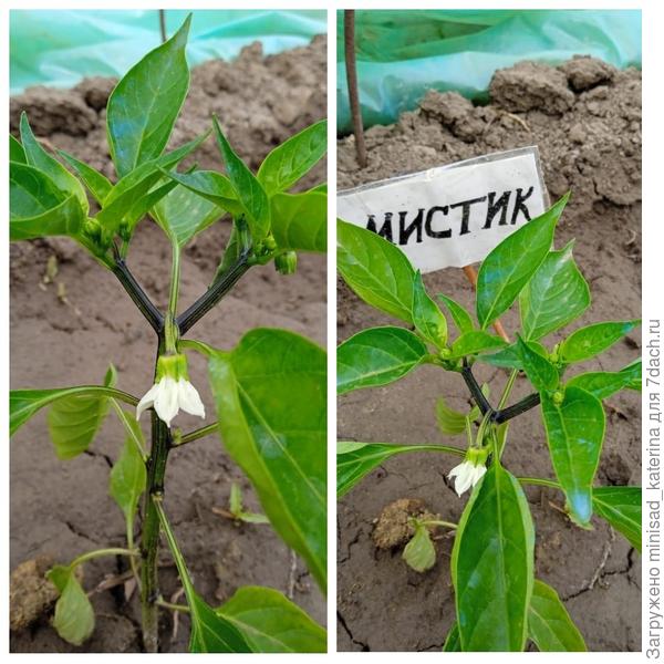 Начало цветения