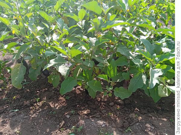 05.08.24 общий вид на кусты