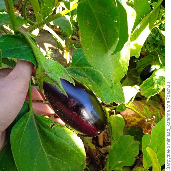 последние баклажаны