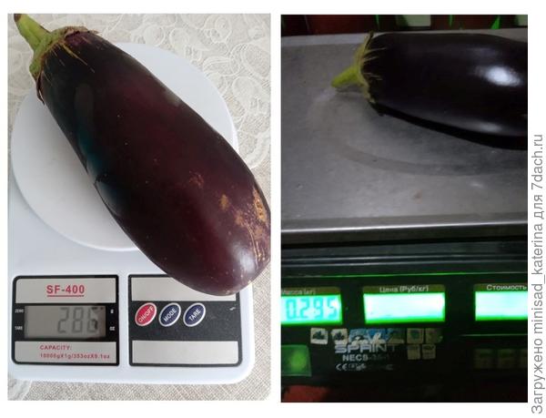 Самые большие плоды