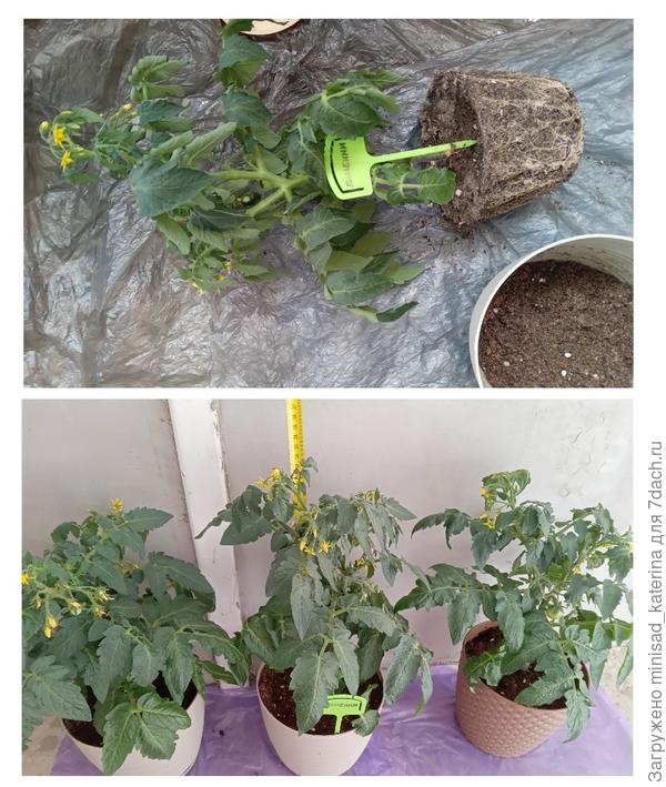 Перевалка Бамбини