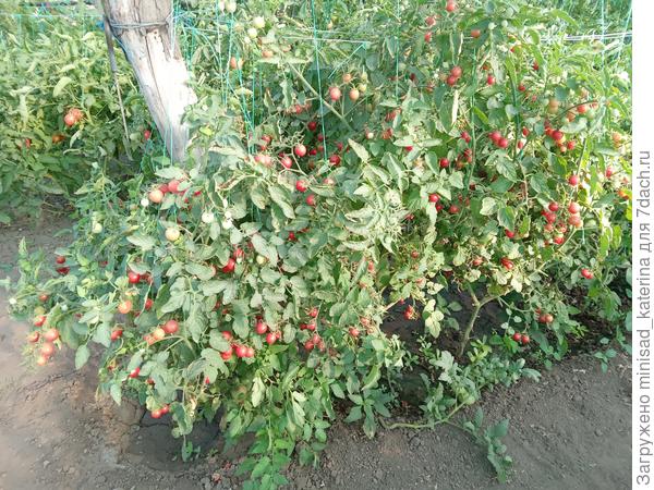 Розовый джайв 21.07.24