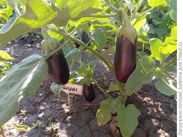 Баклажан Мерлин 21.07.24