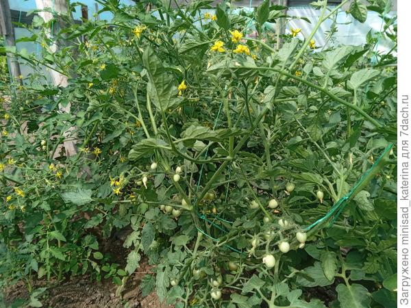 Розовый джайв 05.06.24