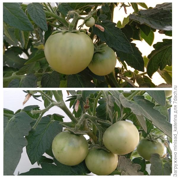 Бамбини, кисти