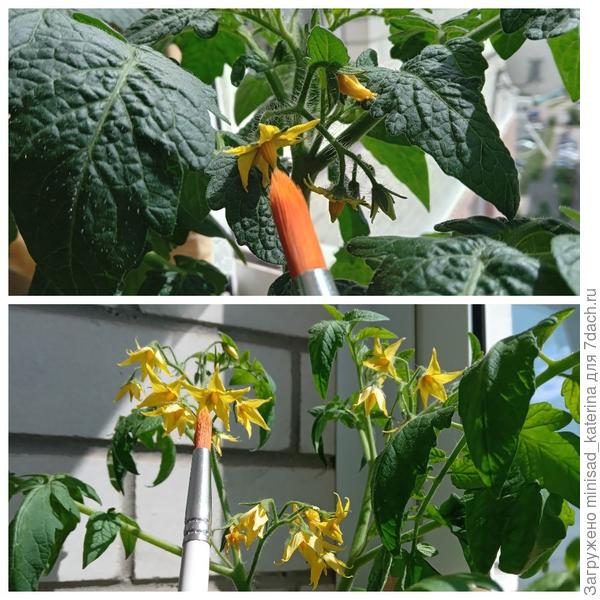 Попытка опыления кисточкой Бамбини и Вкусники