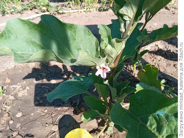 03.06.24 Начало цветения