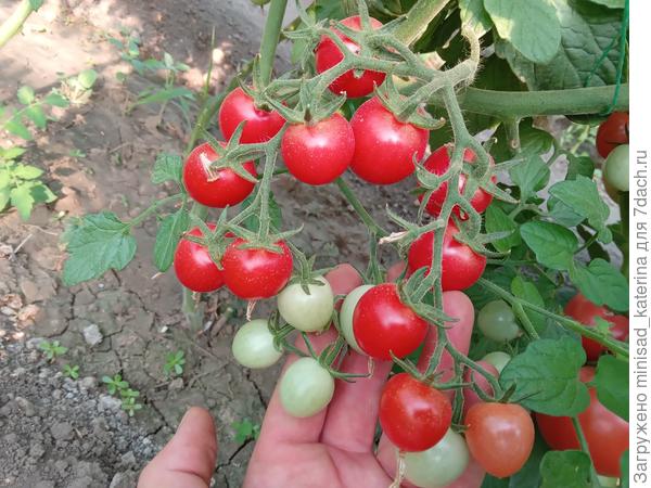 Неполное созревание кисти