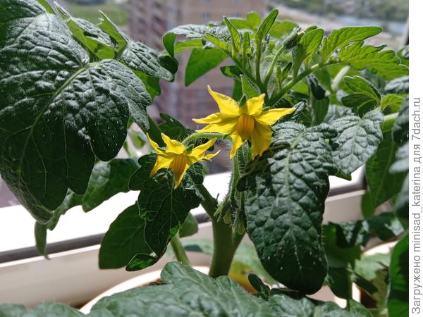 Активное цветение Бамбини